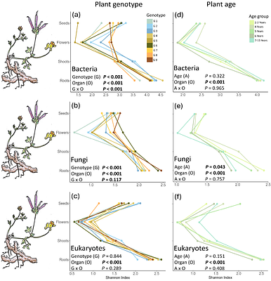 Plant age and genotype explain variation in the microbiome of natural Lotus corniculatus populations