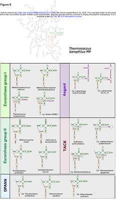 Permuted 23S rRNA is integrated in 50S ribosome particles in Thermococcus barophilus