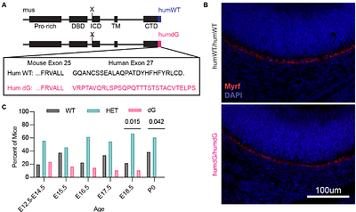 Splicing variants in MYRF cause partial loss of function in the retinal pigment epithelium