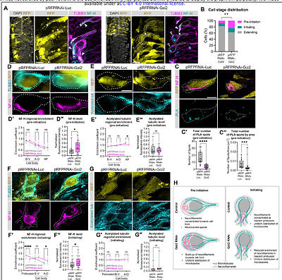 Gαi2 coordinates neuronal microtubule and neurofilament networks to regulate axon initiation in vivo