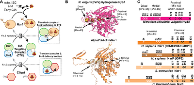 Nar1 binds the cytosolic iron sulfur cluster assembly targeting complex via a bipartite interaction interface