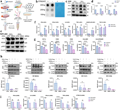 The m6A Landscapes on the RNA of Mumps Virus and the Host 3 Modulate the Viral Replication and Antiviral Innate Immunity