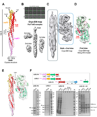 A Seven-Protein Assembly Promotes Stability, Neutralisation and Secretion of the T7SSb LXG-effector TelE