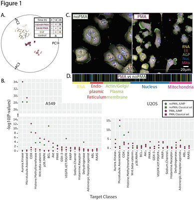 Cell Painting in activated cells illuminates phenotypic dark space and uncovers novel drug mechanisms of action.
