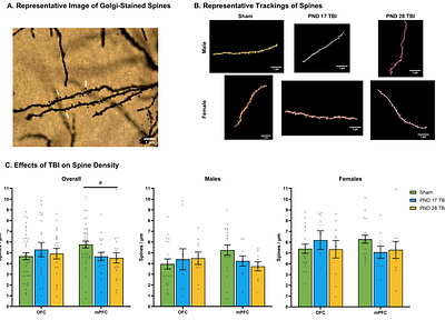 Younger is Better But Only for Males: Social Behavioral Development Following Juvenile Traumatic Brain Injury to the Prefrontal Cortex