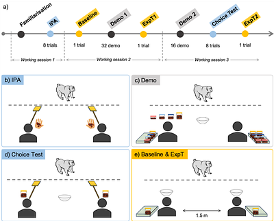 Social evaluation of skilfulness in Tonkean macaques (Macaca tonkeana) and brown capuchins (Sapajus apella)