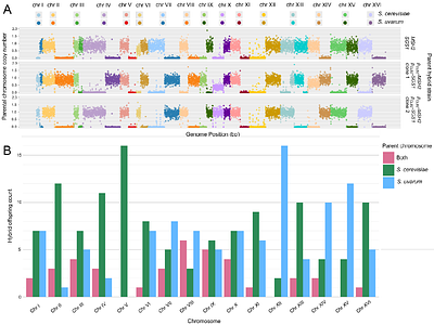 Meiotic null MSH2 and SGS1 alleles in S. cerevisiae x S. uvarum hybrids result in near-haploid offspring with mixed parental chromosomal inheritance