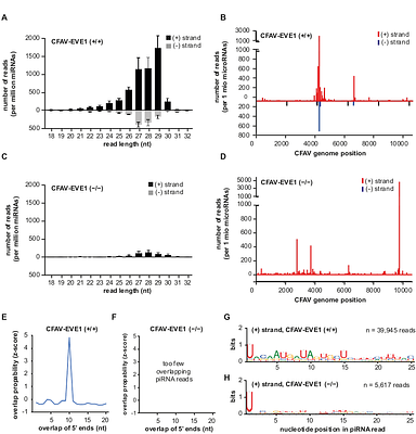 Non-retroviral Endogenous Viral Element Acts as a Stable Antiviral Regulator Across Mosquito Life Stages and Generations