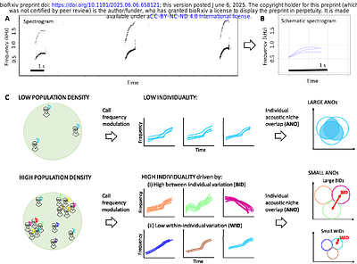 Social environment affects vocal individuality in a non-learning species