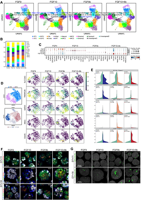 Nephron segmentation and patterning in kidney organoids can be modulated by distinct FGF subfamily members