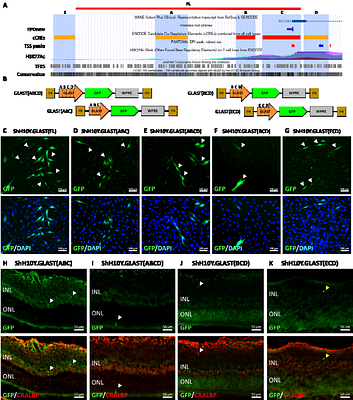 Optimization of AAV tools to target M&uumlller glial cells for retinal gene therapy