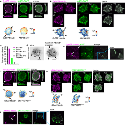 Modulation of Oncogenic KRAS Signaling by Branched Actin-driven Cell Membrane Protrusions