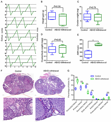 Fertility recovery after combined adriamycin, bleomycin, vinblastine and dacarbazine chemotherapy in mice