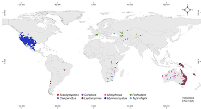 Convergently-evolved honeypot ants show mixed signs of niche conservatism
