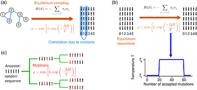 Out-of-equilibrium noise facilitates inference from protein sequence data