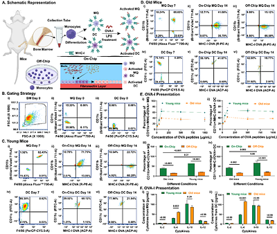 Modeling Immunosenescence on-a-chip: a platform for cancer vaccine efficacy assessment