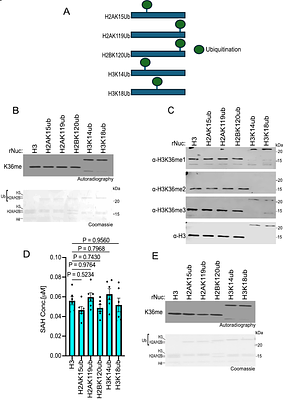 SETD2 suppresses tumorigenesis in a KRASG12C-driven lung cancer model and its catalytic activity is regulated by histone acetylation