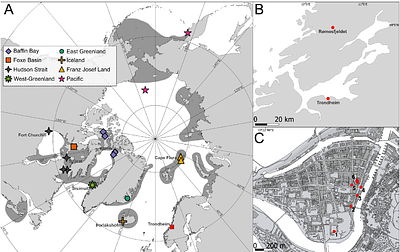 Walrus Population-specific Marine Reservoir Offsets (ΔR) for Calibration of Radiocarbon Dates: Implications for Arctic Chronologies and Medieval Trade