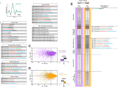 The GPCR Smoothened on Cholinergic Interneurons Modulates Dopamine-associated Acetylcholine Dynamics
