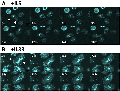 Substance matters: IL5 and IL33 activation of eosinophils on periostin and fibrinogen induce cytoskeletal reorganization and cell death