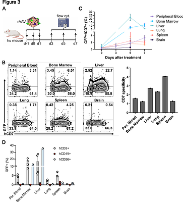 Development of a recombinant adeno-associated virus vector for human T lymphocyte- and natural killer cell-targeted gene therapy