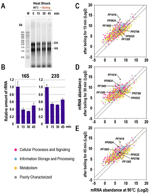 Proteome-level robustness and the role of a histone-like protein during acute heat shock in the hyperthermophilic archaeon Pyrococcus furiosus