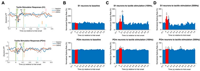 Cell-Type-Specific Bidirectional Modulation of the Cortico-Thalamo-Cortical Sensory Pathway by Transcranial Focused Ultrasound (tFUS)
