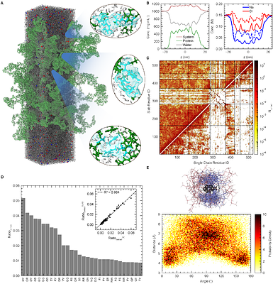 Elucidation of the molecular interaction network underlying full-length FUS conformational transitions and its phase separation using atomistic simulations