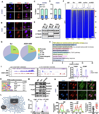 Endothelial AGO1 Drives Vascular Inflammation and Atherosclerosis via a Non-Canonical Nuclear Mechanism
