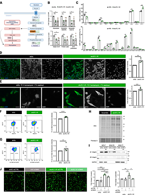Loss of UFMylation supports prostate cancer metastasis and rewires cell metabolism towards hexosamine biosynthesis
