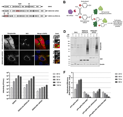 Proteomic mapping of the dengue virus NS1 microenvironment in infected cells identifies novel host dependency factors including TM9SF3