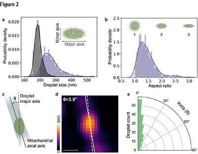 Membranes arrest the coarsening of mitochondrial condensates