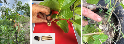 Cassava witches' broom disease in French Guiana: a threat to cacao cultivation and its biodiversity?