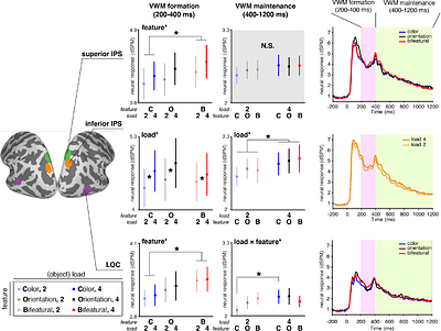 Features fade, pointers persist: dissociable parietal mechanisms in visual working memory formation and maintenance