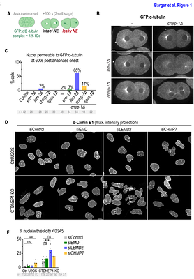 Hierarchical membrane-chromatin tethering buffers nuclear envelope assembly against alterations in lipid flux