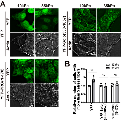 Interaction between Solo and PDZ-RhoGEF is involved in actin cytoskeletal remodeling and response to substrate stiffness