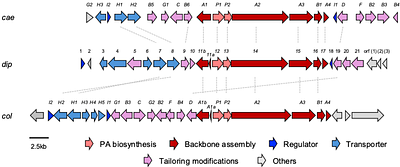 AI-assisted isolation of bioactive Dipyrimicins from Amycolatopsis azurea and identification of its corresponding dip biosynthetic gene cluster
