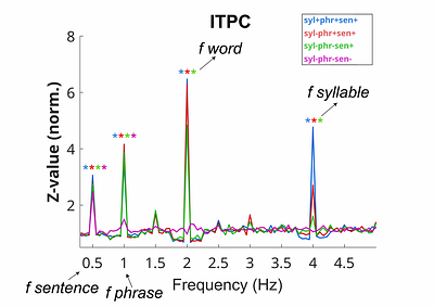 Bridging the neural synchronization to linguistic structures and natural speech comprehension