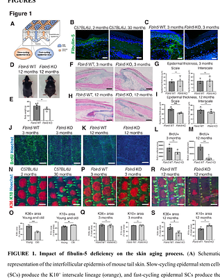 Integrin-binding matricellular protein fibulin-5 maintains epidermal stem cell heterogeneity during skin aging