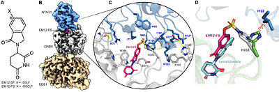 Covalent remodeling of CRBN creates a non-canonical neosubstrate interface with NTAQ1