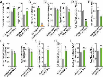 Herbivore insect small RNA effector suppress plant defense by cross-kingdom gene silencing