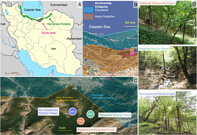 Diversity and Community Structure of Collembola (Hexapoda) across sites and microhabitats in the Bula Protected Area, a UNESCO-Listed Hyrcanian Forest at the Crossroads of Two Biodiversity Hotspots (Iran).