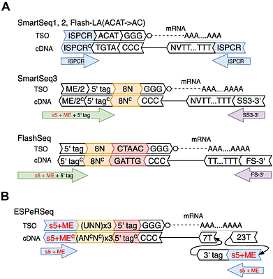 ESPeR-seq: Extremely Sensitive and Pure, End-to-end, RNA-seq library preparation