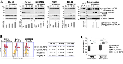 PDCD1 expression increases at elevated temperatures.