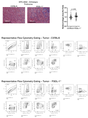 Disabling PSGL-1 abrogates immune suppression and resistance to PD-1 blockade in pancreatic cancer
