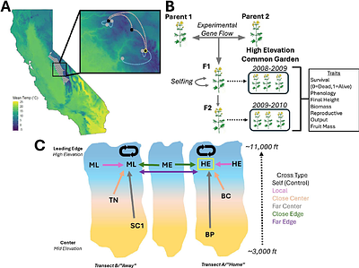 Greater benefits of assisted gene flow in F2 vs F1 progeny at the cold edge of a species' range