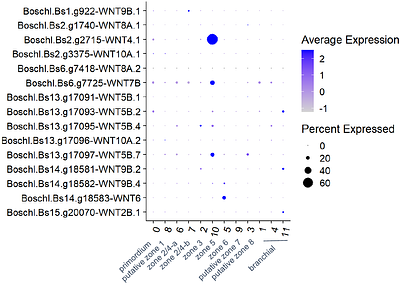 Multi-stage single-cell atlas of Botryllus schlosseri asexual development unveils dedifferentiating bud founder cells