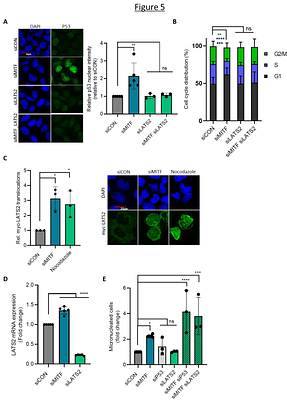 MITF maintains genome stability in non-melanocytic cell lineages and suppresses Hippo pathway signaling