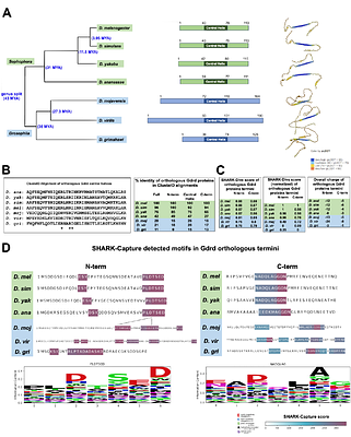 Orthologs of an essential orphan gene vary in their capacities for function and subcellular localization in Drosophila melanogaster