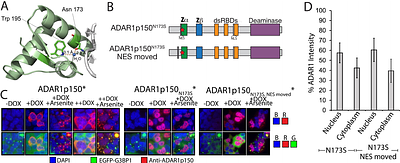 Z-Form Stabilization By The Zα Domain Of Adar1p150 Has Subtle Effects On A-To-I Editing